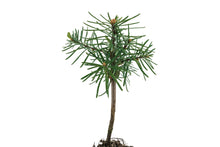 Load image into Gallery viewer, Noble Fir | Small Tree Seedling | The Jonsteen Company