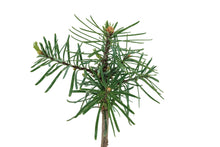 Load image into Gallery viewer, Noble Fir | Small Tree Seedling | The Jonsteen Company