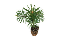 Load image into Gallery viewer, Noble Fir | Small Tree Seedling | The Jonsteen Company
