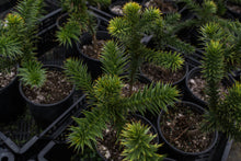 Load image into Gallery viewer, Chilean Monkey Puzzle | Large Tree Seedling | The Jonsteen Company