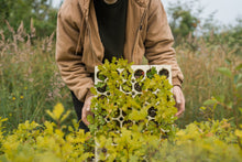 Load image into Gallery viewer, Valley Oak | Lot of 30 Tree Seedlings | The Jonsteen Company