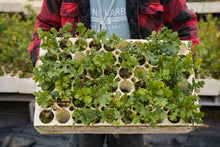 Load image into Gallery viewer, Oregon White Oak | Lot of 30 Tree Seedlings | The Jonsteen Company
