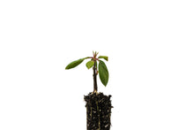 Load image into Gallery viewer, Pacific Dogwood | Small Tree Seedling | The Jonsteen Company