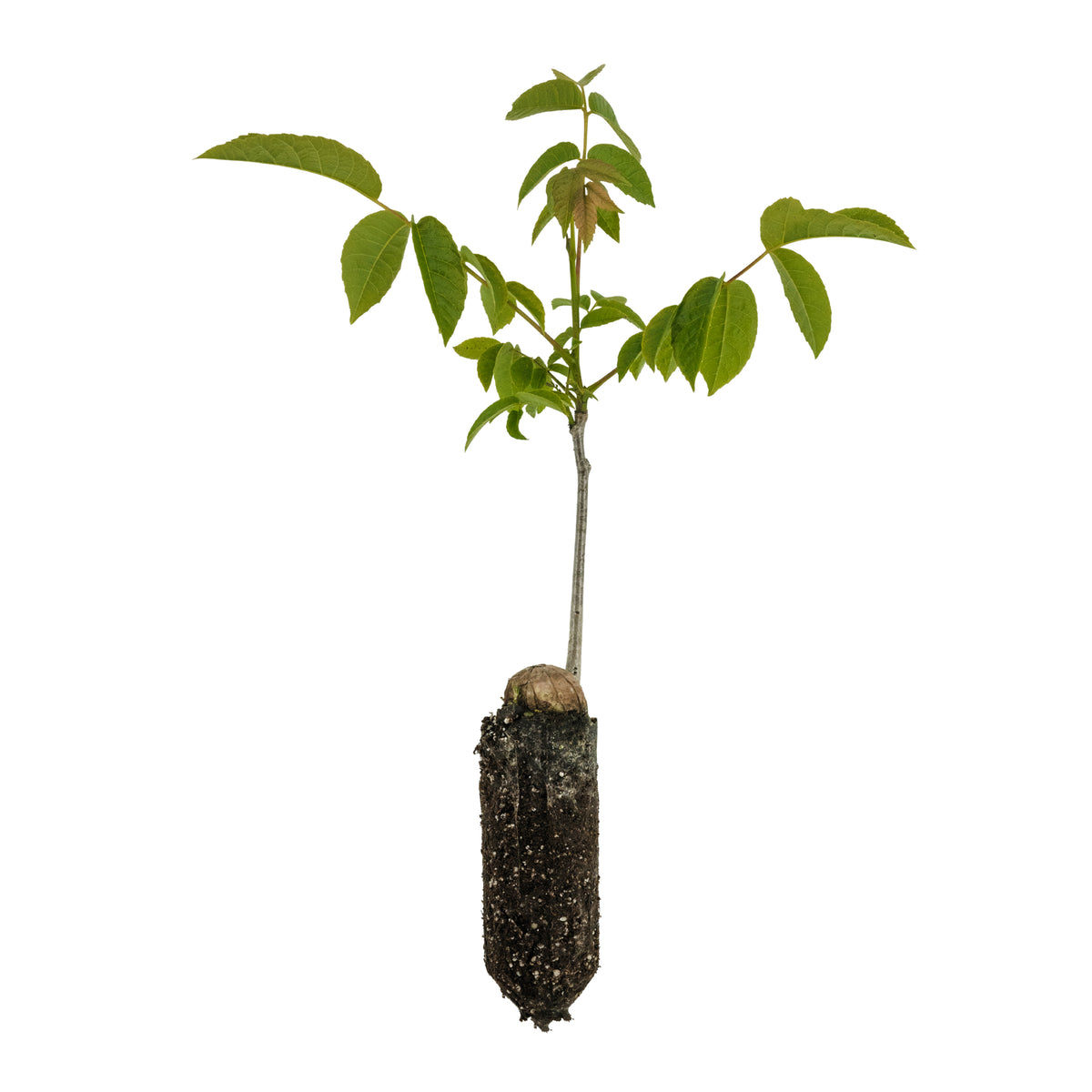 Paradox-Walnut-Med_1200x1200.