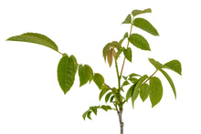 Load image into Gallery viewer, Paradox Walnut | Medium Tree Seedling | The Jonsteen Company