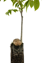 Load image into Gallery viewer, Paradox Walnut | Medium Tree Seedling | The Jonsteen Company