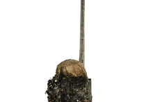 Load image into Gallery viewer, Paradox Walnut | Medium Tree Seedling | The Jonsteen Company