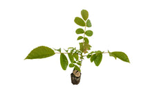 Load image into Gallery viewer, Paradox Walnut | Medium Tree Seedling | The Jonsteen Company