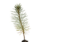 Load image into Gallery viewer, Ponderosa Pine | Lot of 30 Tree Seedlings | The Jonsteen Company