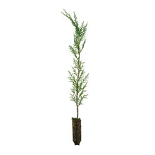 Load image into Gallery viewer, Port Orford Cedar | Medium Tree Seedling | The Jonsteen Company