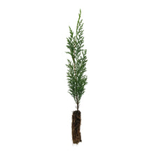 Load image into Gallery viewer, Port Orford Cedar | Lot of 30 Tree Seedlings | The Jonsteen Company