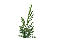 Load image into Gallery viewer, Port Orford Cedar | Lot of 30 Tree Seedlings | The Jonsteen Company