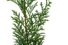 Load image into Gallery viewer, Port Orford Cedar | Small Tree Seedling | The Jonsteen Company