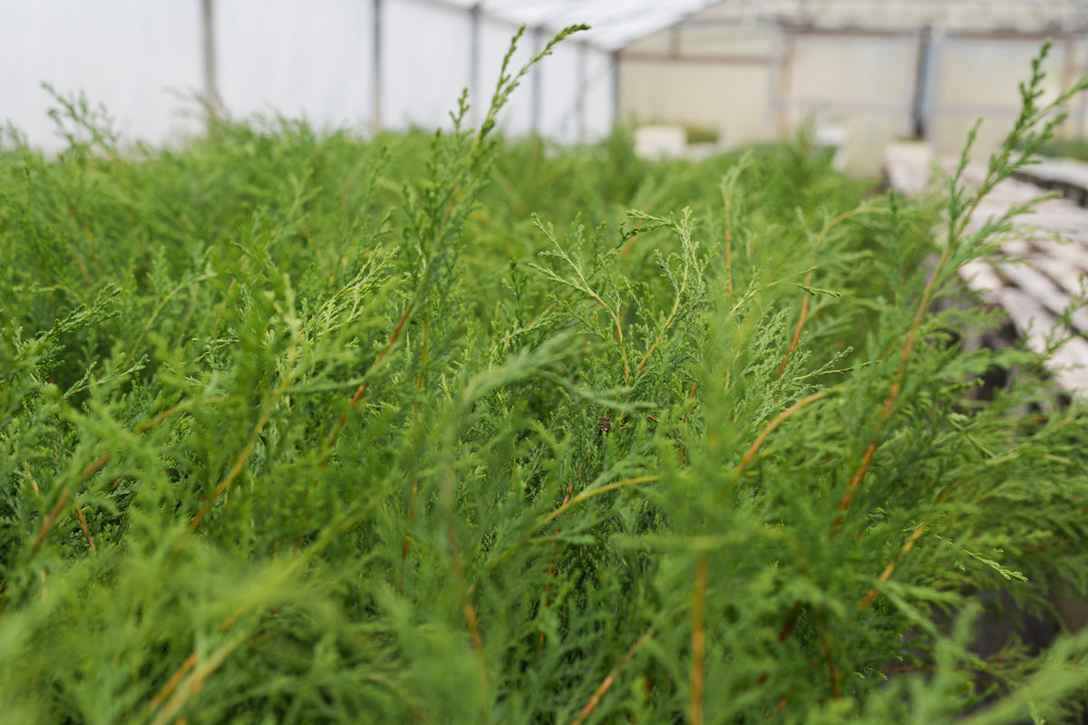 Port Orford Cedar Lot of 30 Tree Seedlings The Jonsteen Company