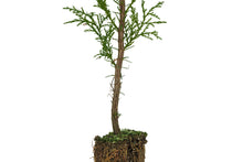 Load image into Gallery viewer, Port Orford Cedar | Medium Tree Seedling | The Jonsteen Company