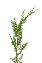 Load image into Gallery viewer, Port Orford Cedar | Medium Tree Seedling | The Jonsteen Company