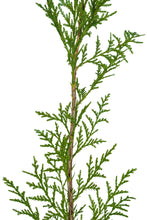 Load image into Gallery viewer, Port Orford Cedar | Medium Tree Seedling | The Jonsteen Company