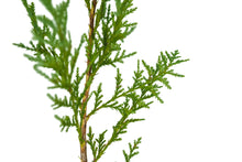 Load image into Gallery viewer, Port Orford Cedar | Medium Tree Seedling | The Jonsteen Company