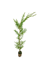 Load image into Gallery viewer, Port Orford Cedar | Medium Tree Seedling | The Jonsteen Company