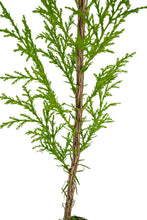 Load image into Gallery viewer, Port Orford Cedar | Medium Tree Seedling | The Jonsteen Company