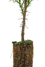 Load image into Gallery viewer, Port Orford Cedar | Medium Tree Seedling | The Jonsteen Company