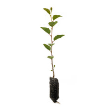 Load image into Gallery viewer, Red Alder | Medium Tree Seedling | The Jonsteen Company