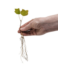 Load image into Gallery viewer, Tulip Poplar | Small Tree Seedling | The Jonsteen Company