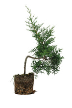 Load image into Gallery viewer, Bonsai Special | Arizona Cypress (F5)