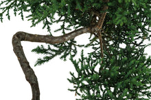 Load image into Gallery viewer, Bonsai Special | Arizona Cypress (F5)