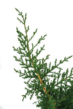 Load image into Gallery viewer, Bonsai Special | Arizona Cypress (F5)