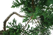 Load image into Gallery viewer, Bonsai Special | Arizona Cypress (F5)