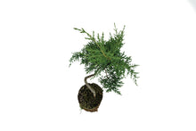 Load image into Gallery viewer, Bonsai Special | Arizona Cypress (F5)