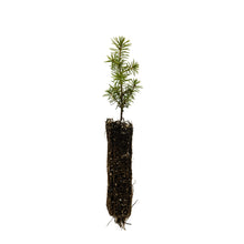 Load image into Gallery viewer, Serbian Spruce | Small Tree Seedling | The Jonsteen Company