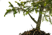 Load image into Gallery viewer, Bonsai Special | Serbian Spruce (E1)