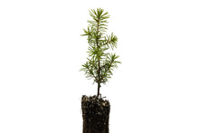 Load image into Gallery viewer, Serbian Spruce | Small Tree Seedling | The Jonsteen Company