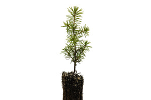 Serbian Spruce | Small Tree Seedling | The Jonsteen Company