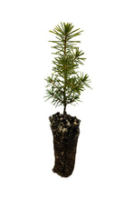 Load image into Gallery viewer, Serbian Spruce | Small Tree Seedling | The Jonsteen Company