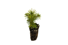 Load image into Gallery viewer, Serbian Spruce | Small Tree Seedling | The Jonsteen Company