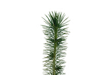 Load image into Gallery viewer, Sitka Spruce | Medium Tree Seedling | The Jonsteen Company