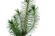 Load image into Gallery viewer, Sitka Spruce | Medium Tree Seedling | The Jonsteen Company