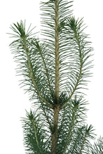 Load image into Gallery viewer, Sitka Spruce | Medium Tree Seedling | The Jonsteen Company
