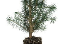 Load image into Gallery viewer, Sitka Spruce | Medium Tree Seedling | The Jonsteen Company