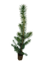 Load image into Gallery viewer, Sitka Spruce | Medium Tree Seedling | The Jonsteen Company