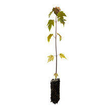 Load image into Gallery viewer, Silver Maple | Lot of 30 Tree Seedlings | The Jonsteen Company