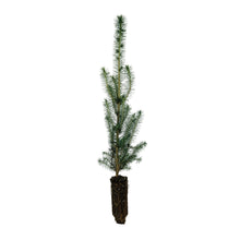 Load image into Gallery viewer, Sitka Spruce | Medium Tree Seedling | The Jonsteen Company