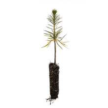 Load image into Gallery viewer, Sugar Pine | Small Tree Seedling | The Jonsteen Company