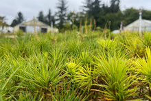 Load image into Gallery viewer, Sugar Pine | Lot of 30 Tree Seedlings | The Jonsteen Company