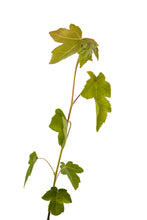 Load image into Gallery viewer, American Sweetgum | Small Tree Seedling | The Jonsteen Company