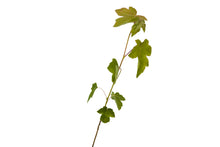 Load image into Gallery viewer, American Sweetgum | Small Tree Seedling | The Jonsteen Company