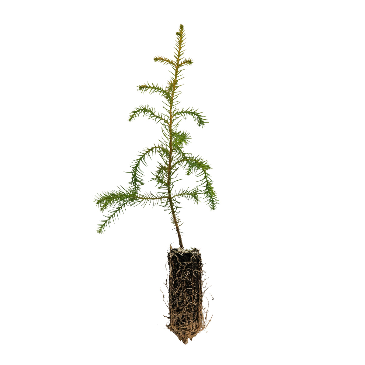 Taiwan Cedar (a.k.a. Coffin Tree) | Medium Tree Seedling – The
